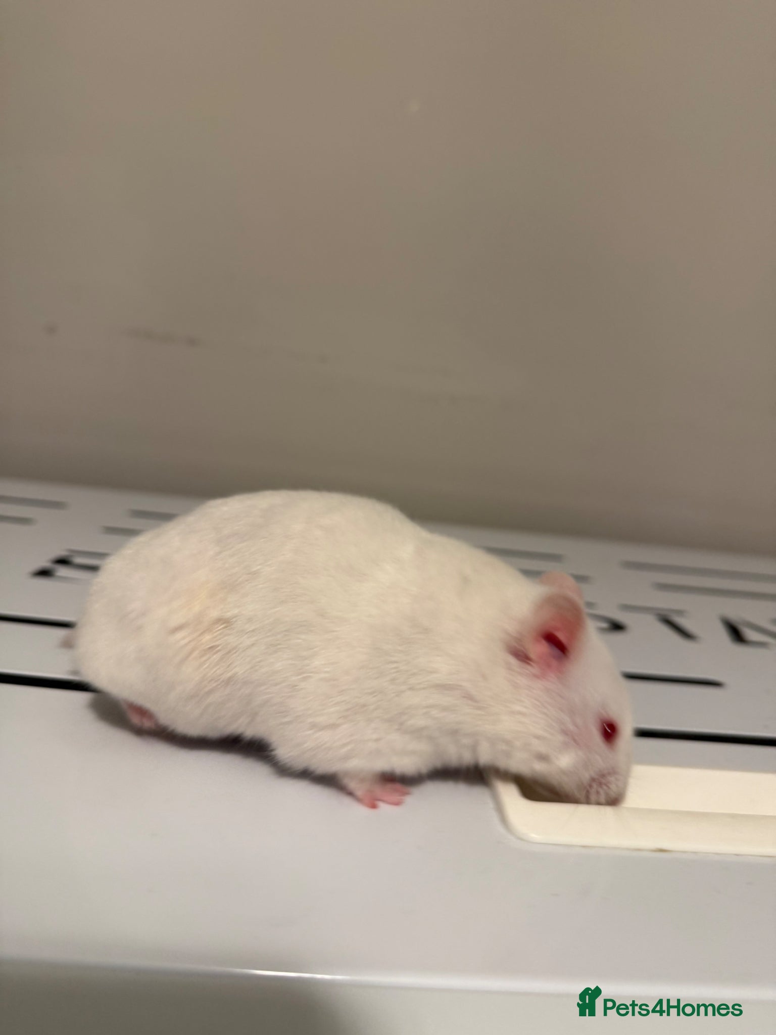 Hamster rodents for sale: Stunning White Syrian Hamster - Advert 3