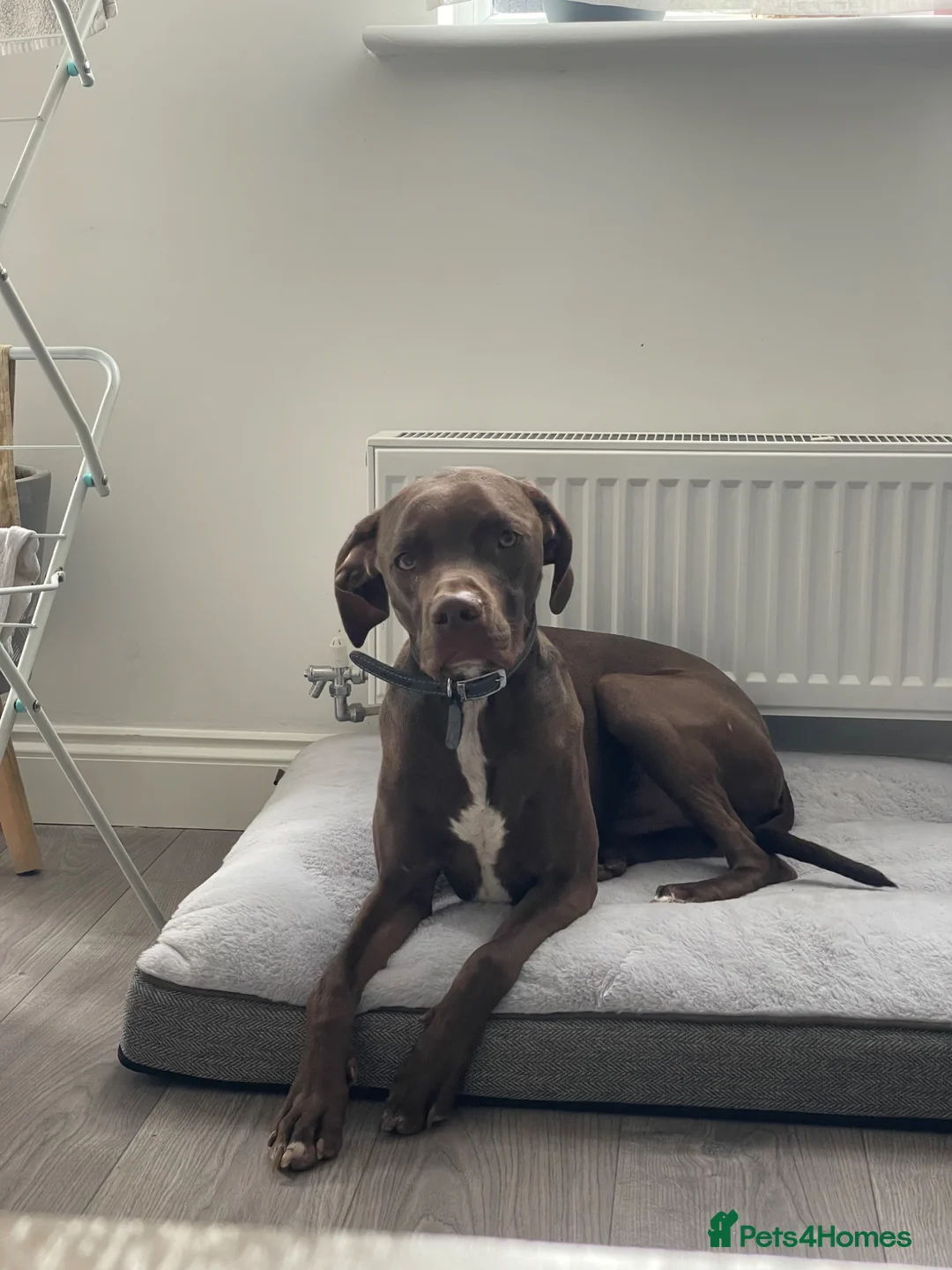 Mixed Breed dogs for sale: Lovely dog  - Advert 2
