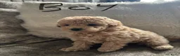 Toy Poodle dogs for sale: Reduced - toy poodle puppies for sale - Advert 8