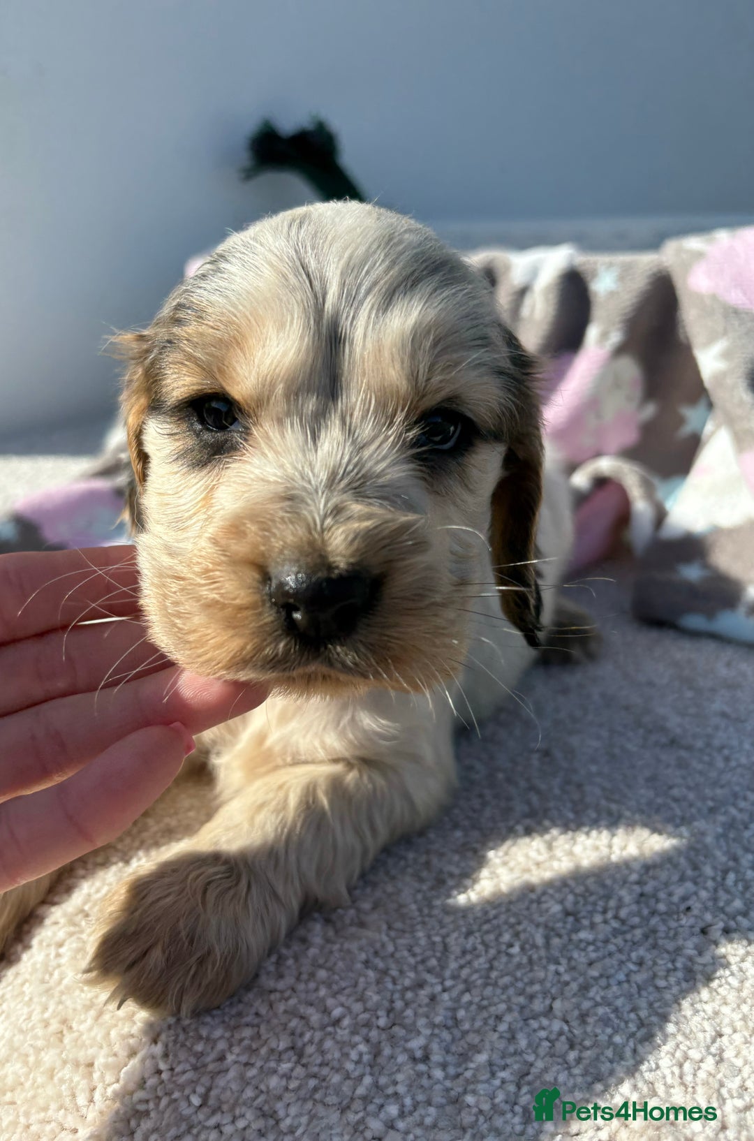 Cocker Spaniel dogs for sale: Show Cocker Spaniel puppies - Image 14