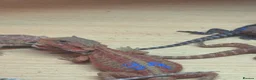 Bearded Dragon reptiles for sale: Stunning baby bearded dragons - Advert 5