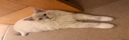 Persian cats for sale: 7 beautiful Persian x Ragdoll kittens - Advert 5