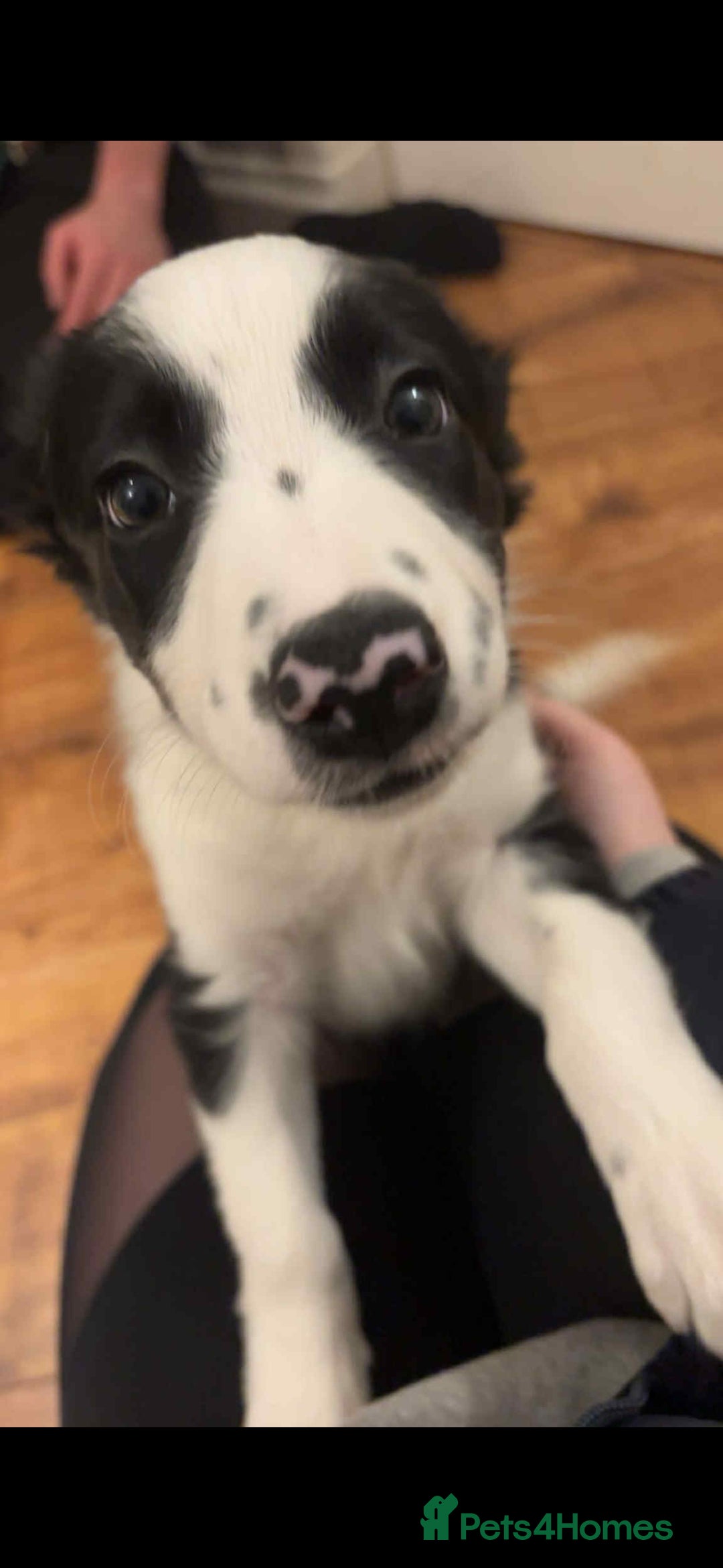 Border Collie dogs for sale: Beautiful Border Collie Puppy girl ready now - Advert 13