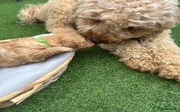 Labradoodle dogs for sale: Labradoodle puppies looking for a loving home  - Image 7
