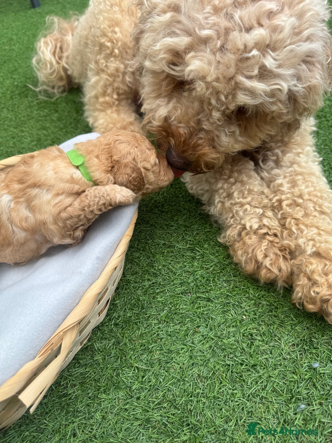 Labradoodle dogs for sale: Labradoodle puppies looking for a loving home  - Image 7