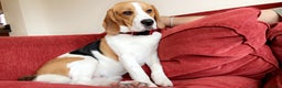 Beagle dogs for sale: Beagle For sale - Advert 1