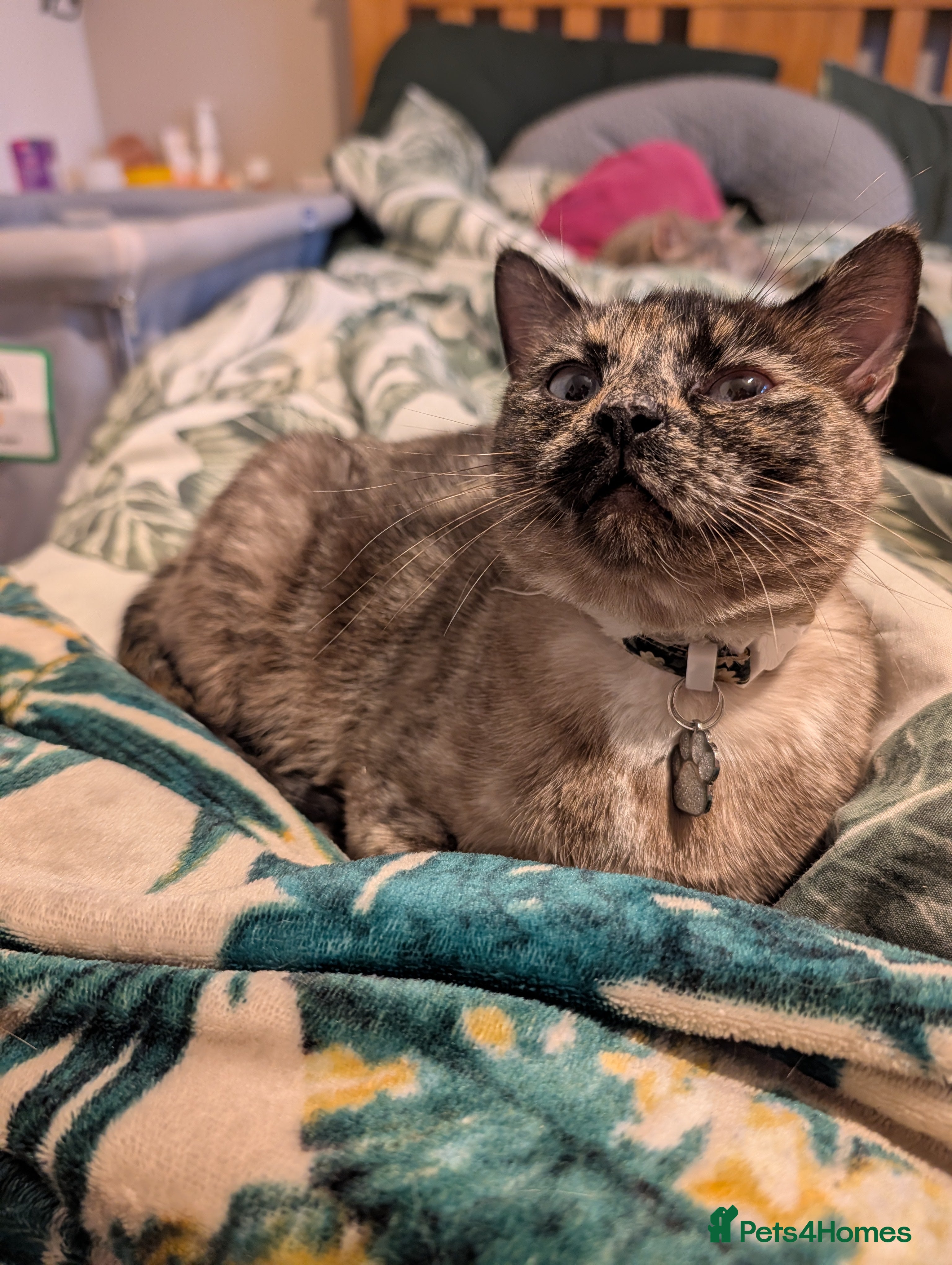 Mixed Breed cats Gorgeous blue eyed cat looking for forever home - Advert 3