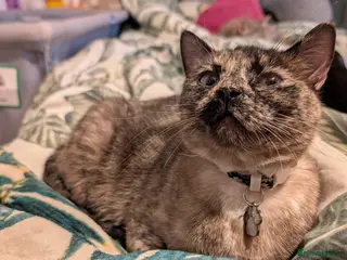 Mixed Breed cats Gorgeous blue eyed cat looking for forever home - Advert 3