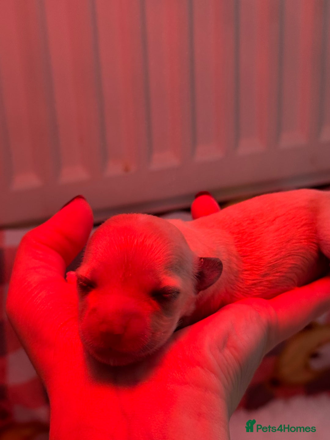 Maltipoo dogs for sale: Tiny Fluffy Bundles of Joy – Ready Mid-January! - Advert 11