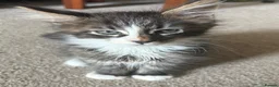 Maine Coon cats for sale: Beautiful Pedigree Maine Coon Kittens  - Advert 14