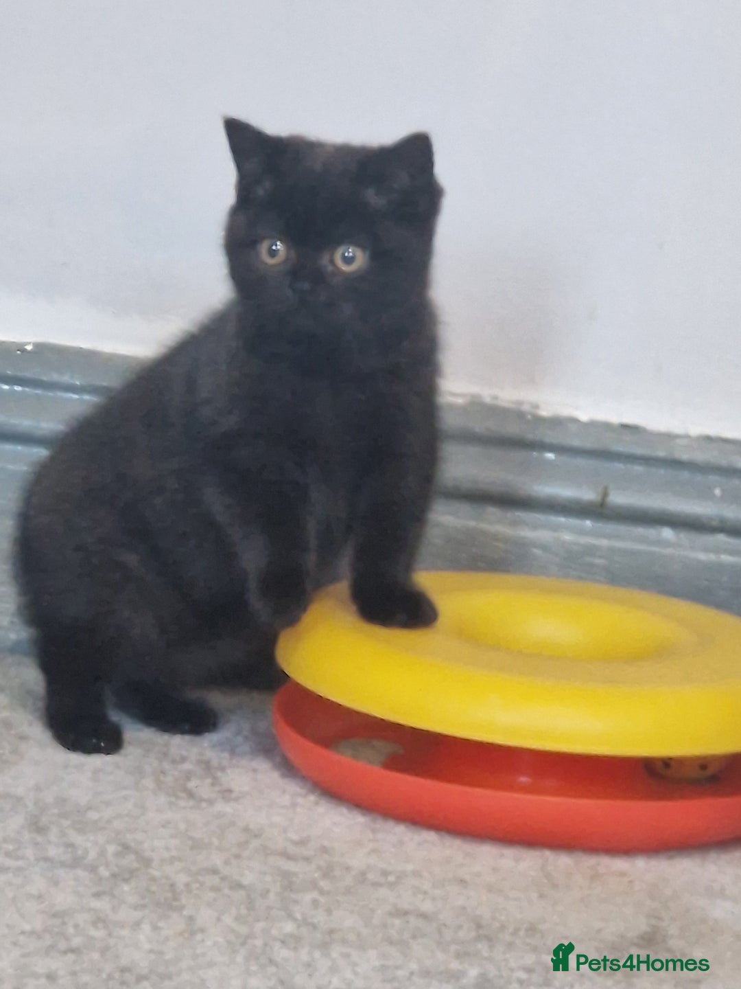 British Shorthair cats for sale: British Shorthair Kittens - Advert 11