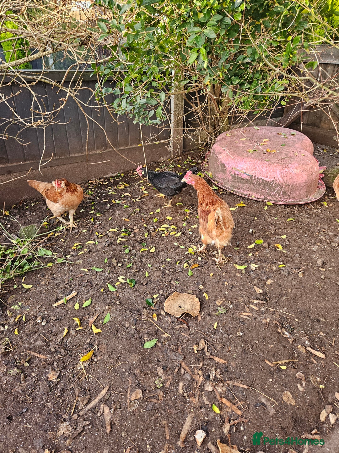 Chickens poultry for sale: 11 hens 1 cockrel  - Advert 22