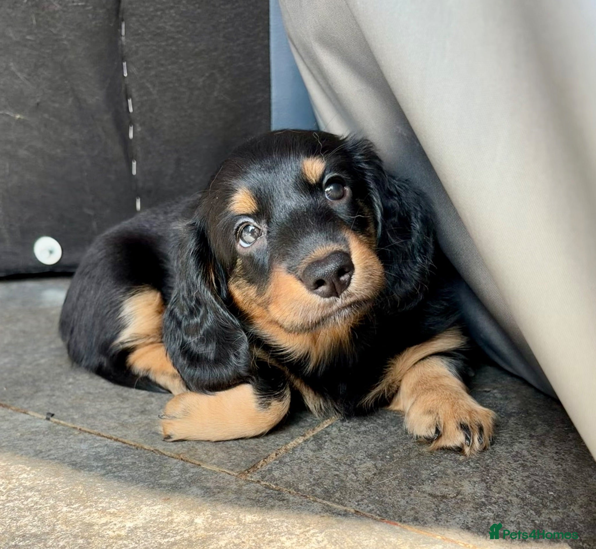 Dachshund dogs kC Reg, Standard Long Haired Dachshunds  - Advert 1