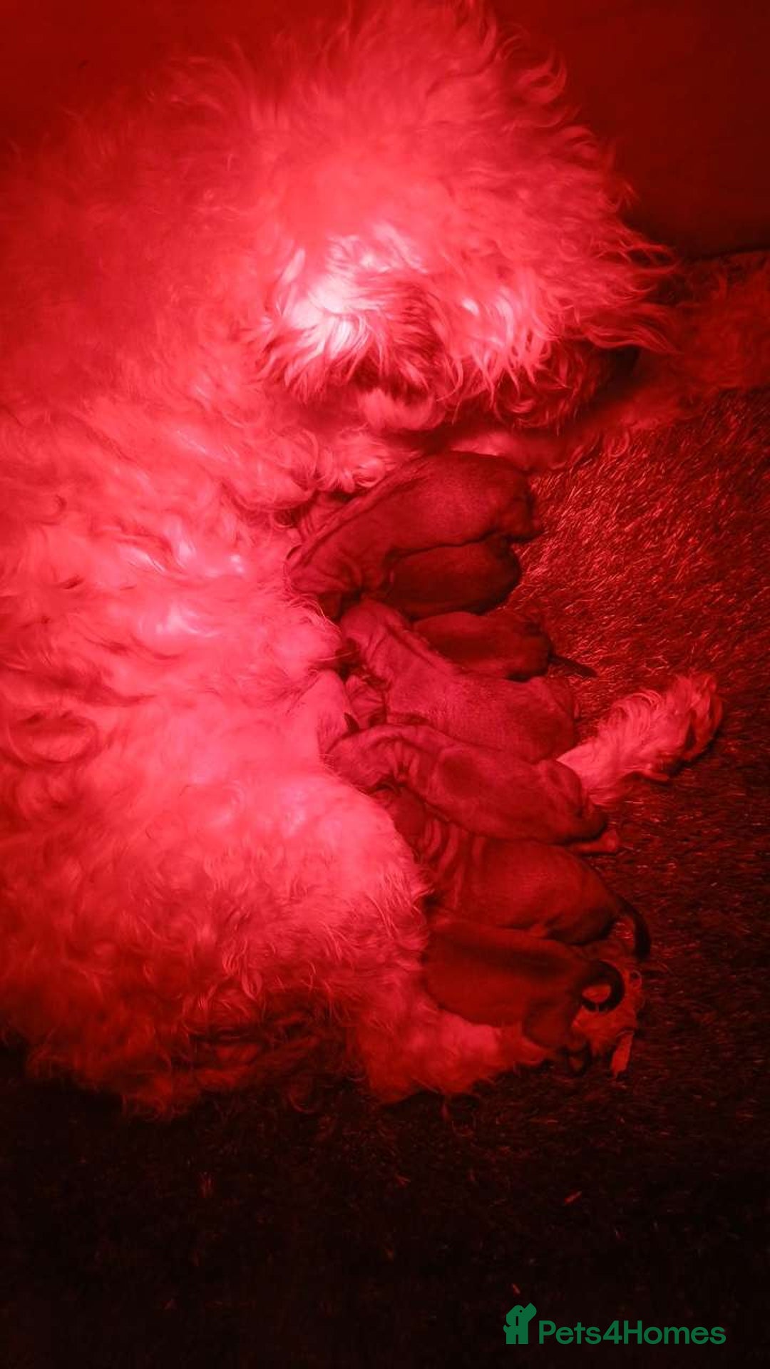 Soft Coated Wheaten Terrier dogs for sale: Beautiful Wheaten Terrier Puppies  - Image 2