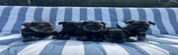 Miniature Schnauzer dogs for sale: Adorable miniature Schnauzers in Llanerchymedd - Advert 1