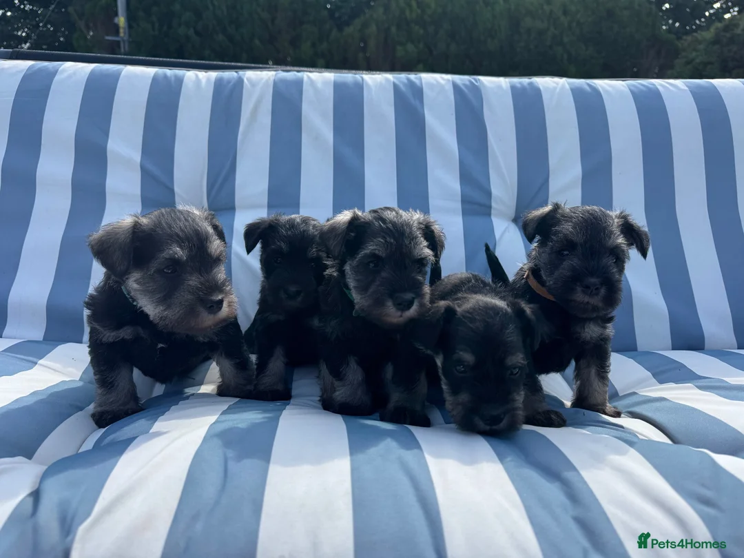 Miniature Schnauzer dogs for sale: Adorable miniature Schnauzers in Llanerchymedd - Advert 1