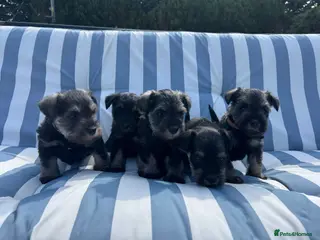 Miniature Schnauzer dogs Adorable miniature Schnauzers - Advert 9