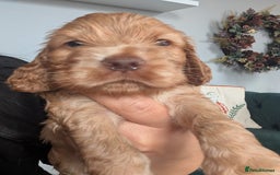 Cocker Spaniel dogs for sale: 🐾pedigree Show cocker spaniel🐾 - Image 2