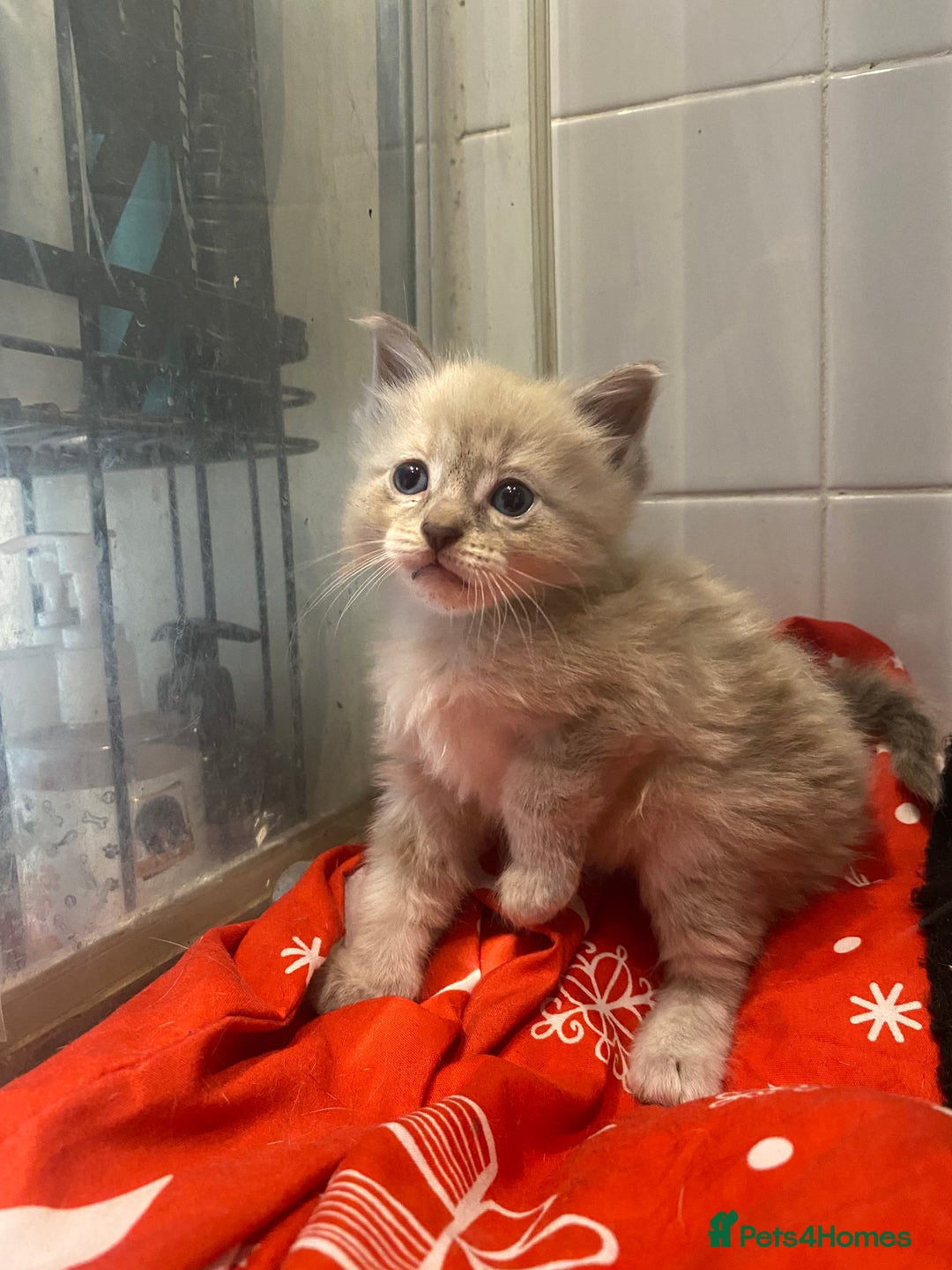 Snowshoe cats for sale: Girl kittens for sale - Image 3