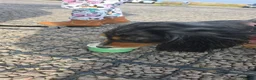 Dachshund dogs for sale: Female dapple dashund  in Norwich - Advert 3
