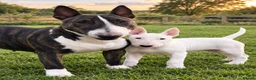 Bull Terrier dogs for sale: Standard Bull terrier pups - Advert 1