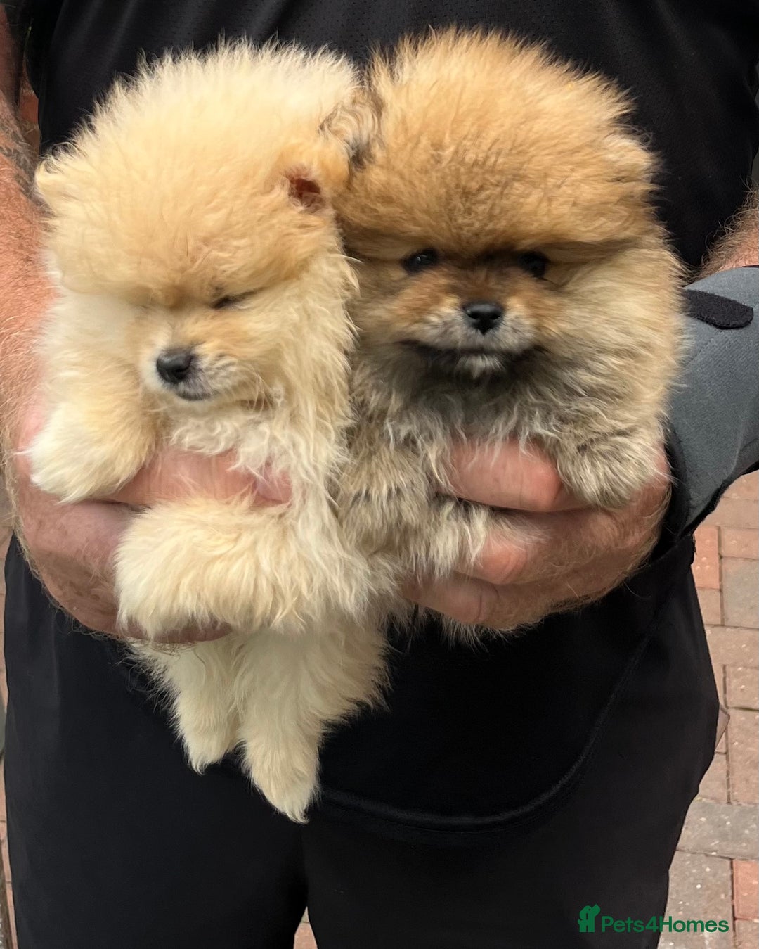 Pomeranian dogs for sale: Pomeranian  puppies  - Image 33