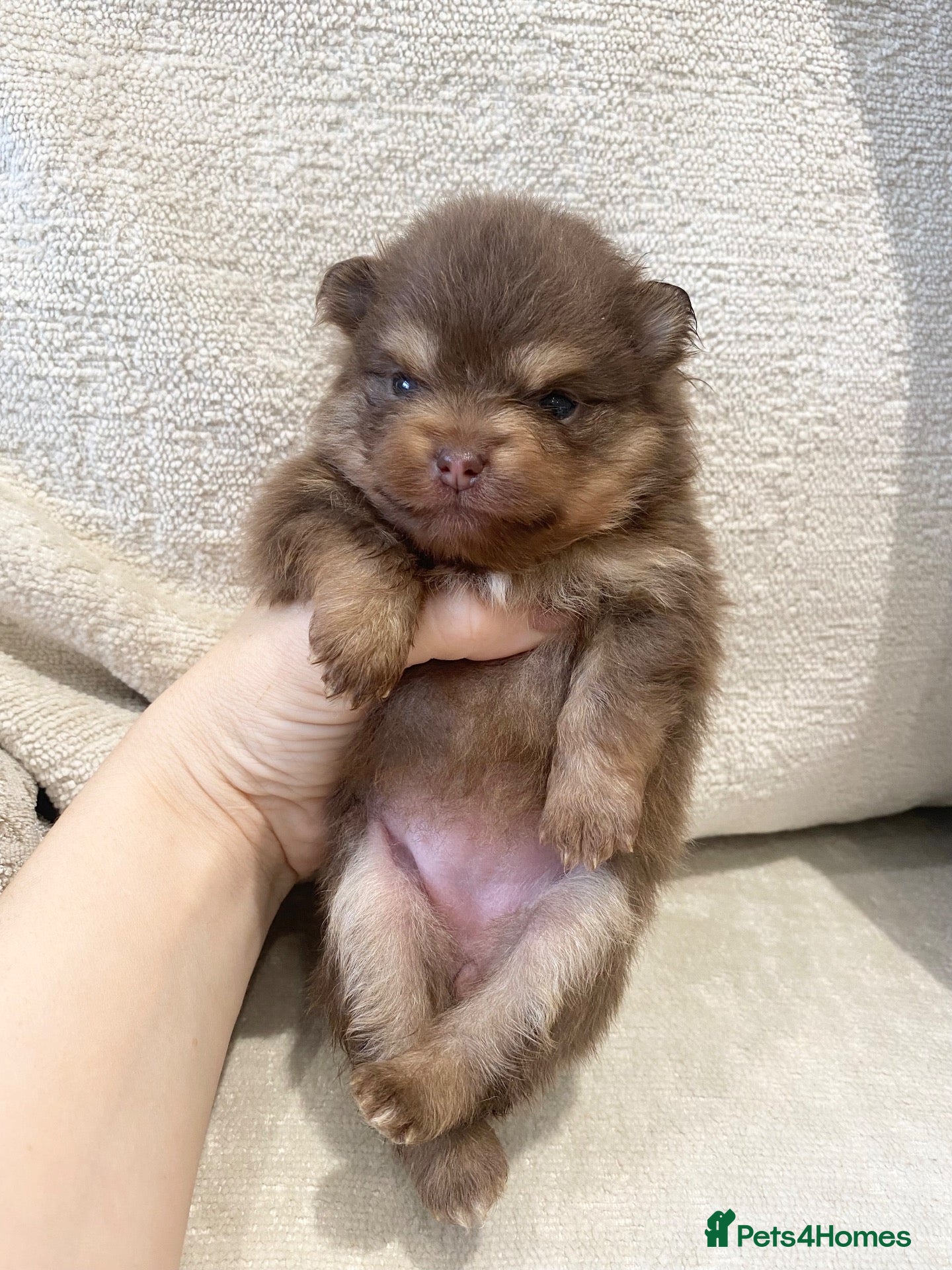 Pomeranian dogs 🐻 TEDDY BEAR POMERANIAN PUPPYS 🐻 - Advert 2
