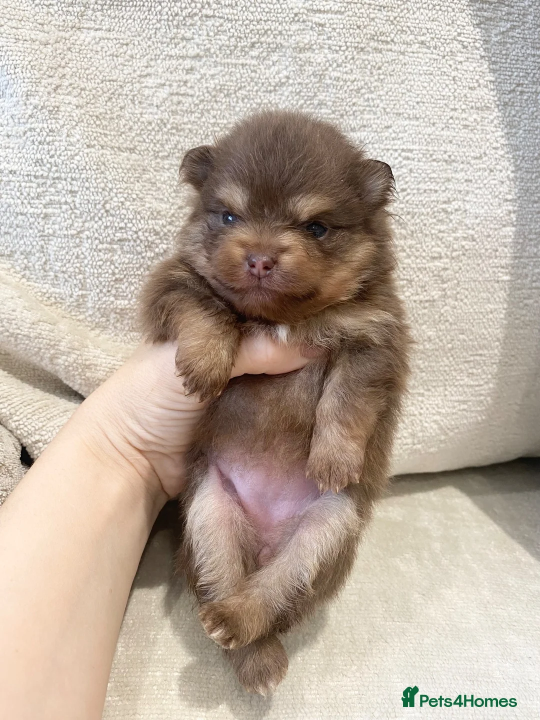 Pomeranian dogs for sale: 🐻 TEDDY BEAR POMERANIAN PUPPYS 🐻 - Advert 1