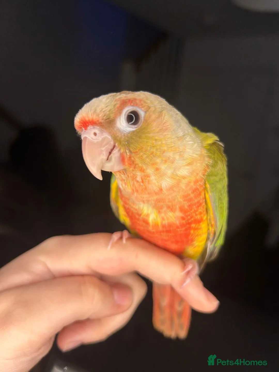 Conures birds for sale: Hand reared conure  in Newport - Advert 5