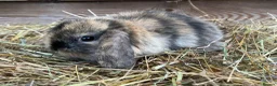 Mini Lop rabbits for sale: Gorgeous Mini lops  - Advert 22
