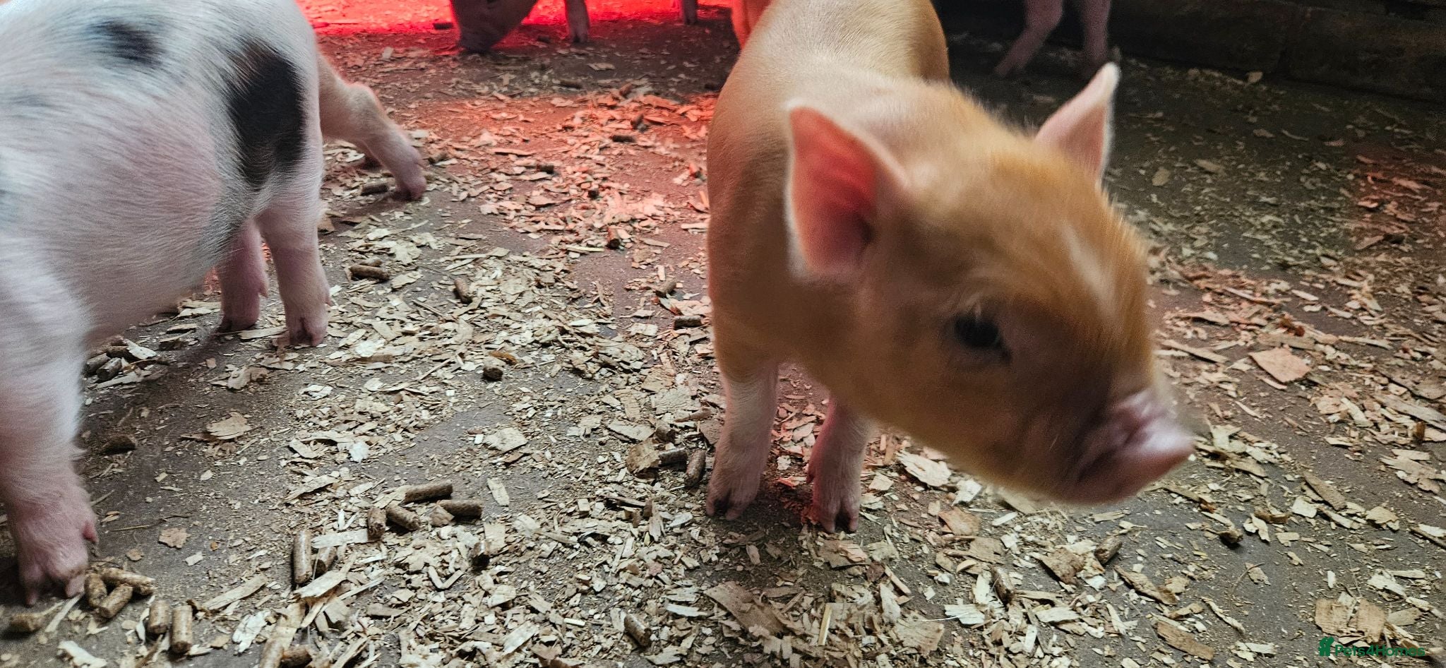Pig livestock Adorable Mini Pigs: Spotted & Ginger, M&F - Advert 2