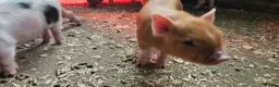 Pig livestock for sale: Adorable Mini Pigs: Spotted & Ginger, M&F in Birmingham - Advert 2