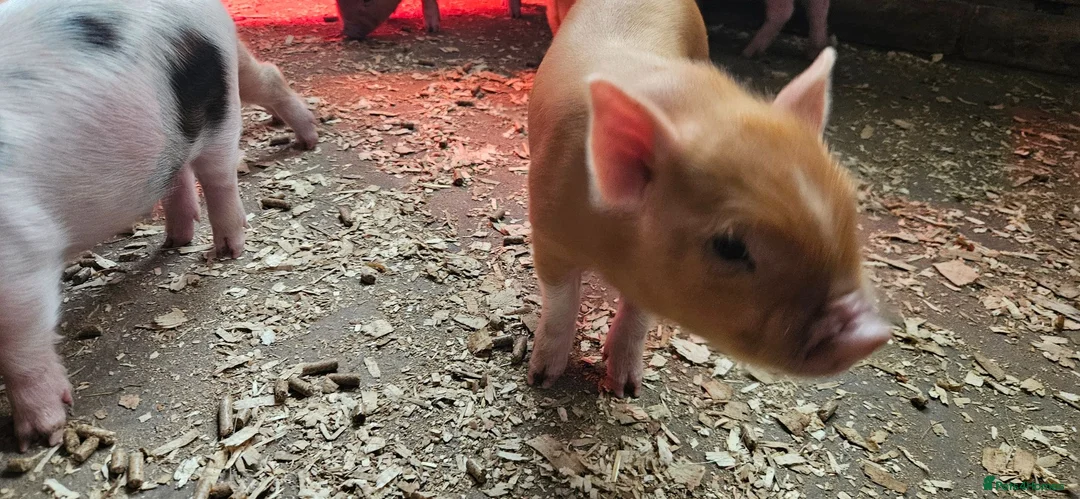 Pig livestock for sale: Adorable Mini Pigs: Spotted & Ginger, M&F in Birmingham - Advert 2
