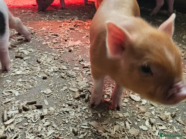 Pig livestock Adorable Mini Pigs: Spotted & Ginger, M&F - Advert 2
