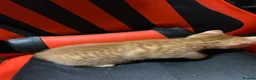 Mixed Breed cats for sale: Beautiful kittens - Advert 8