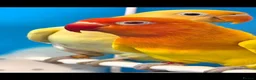 Lovebirds birds for sale: Lovebird Pairs with DNA.Can bring to Stafford Show - Advert 7