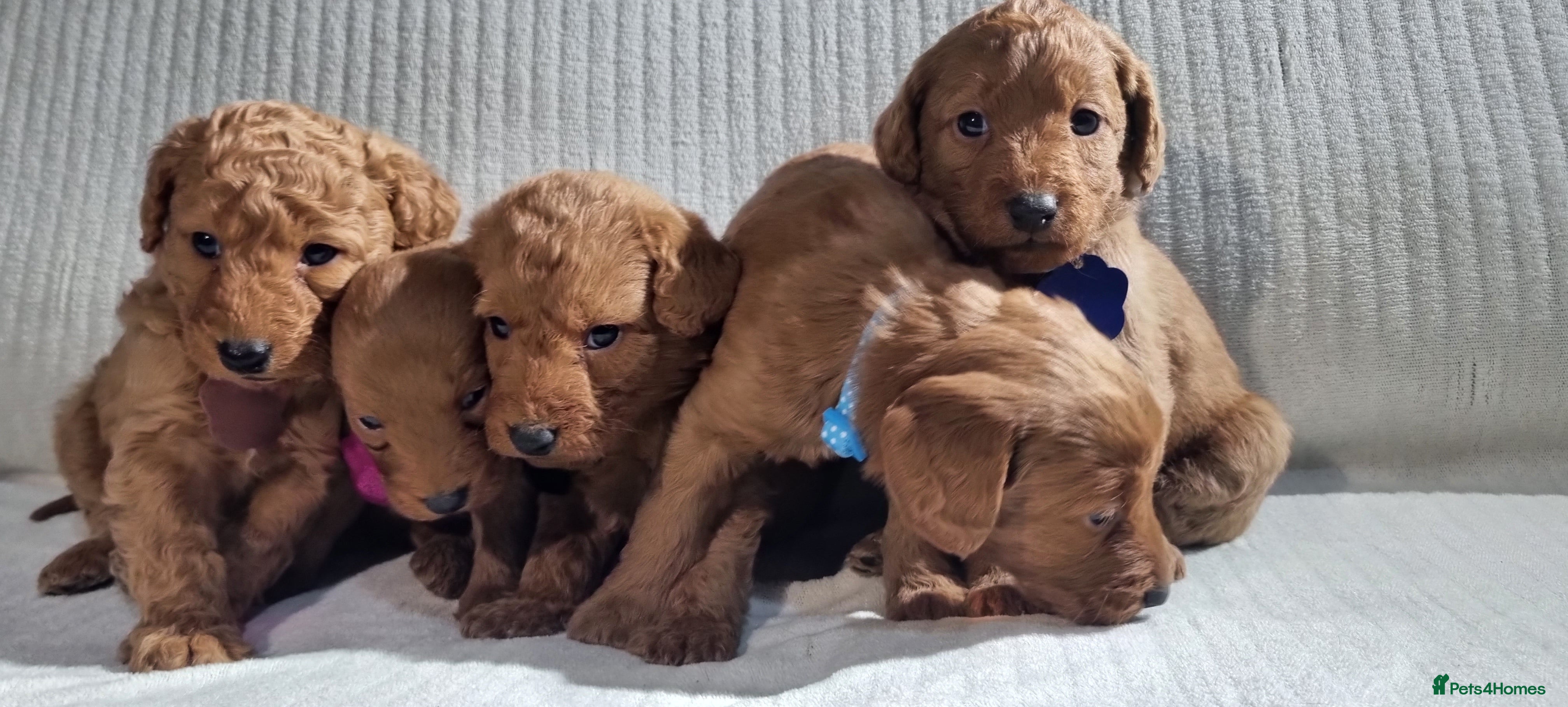 Labradoodle dogs Labradoodle Fox Red ❤️ Health Check - Advert 4