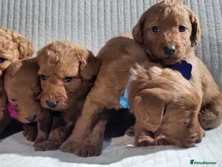 Labradoodle dogs Labradoodle Fox Red ❤️ Health Check - Advert 4