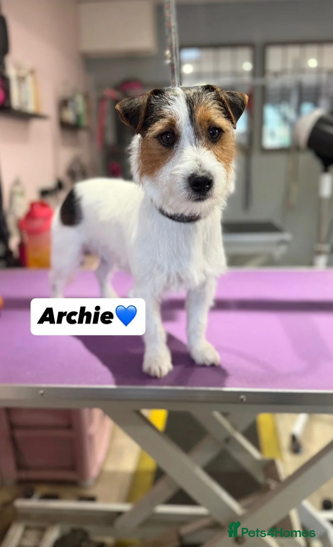 Mixed Breed dogs for sale: Jack Chi puppies, 5 boys, ready end of Feb - Advert 8