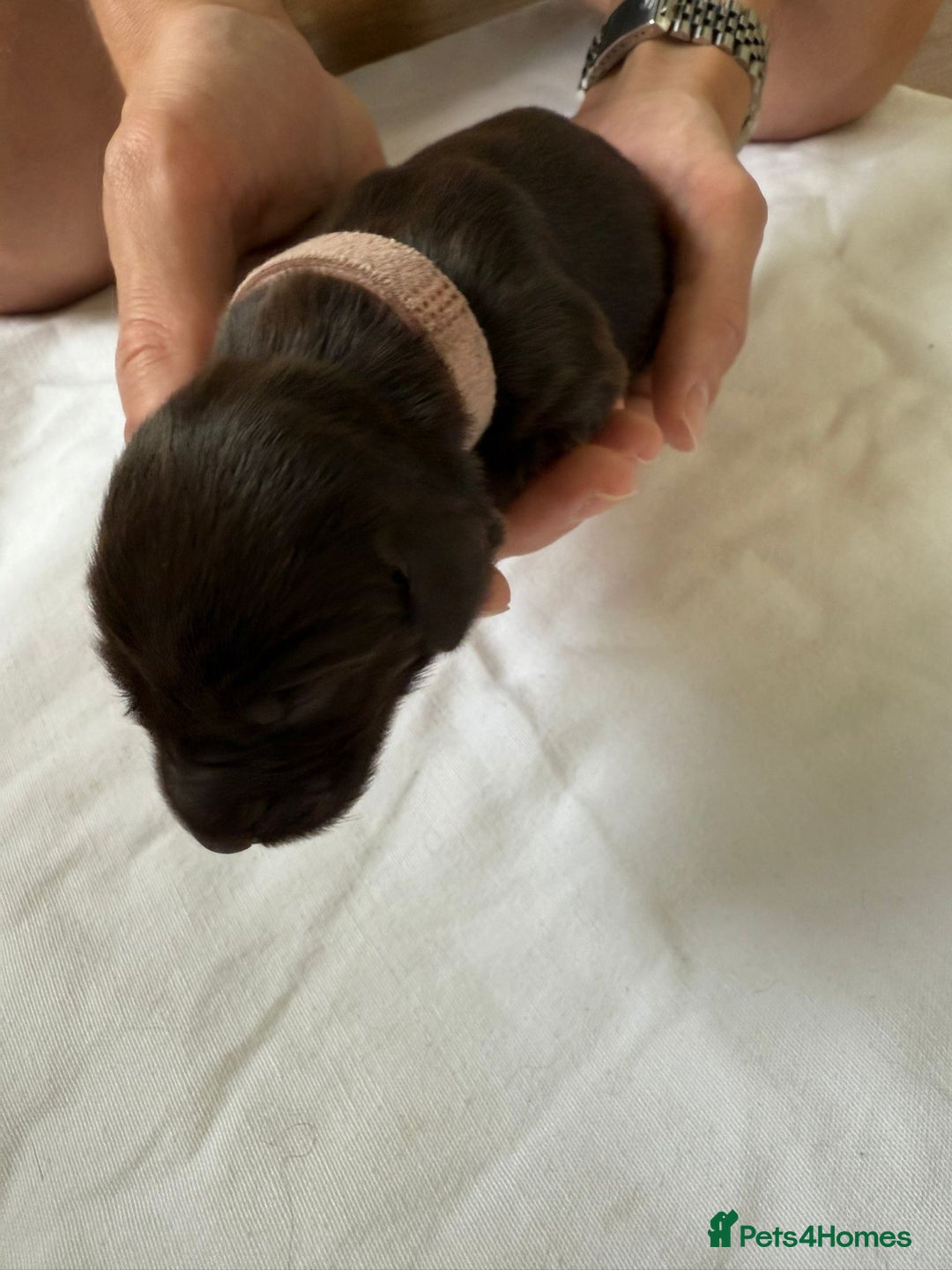 Flat coated Retriever dogs for sale: Flat coat Retriever Puppies for sale - Image 14