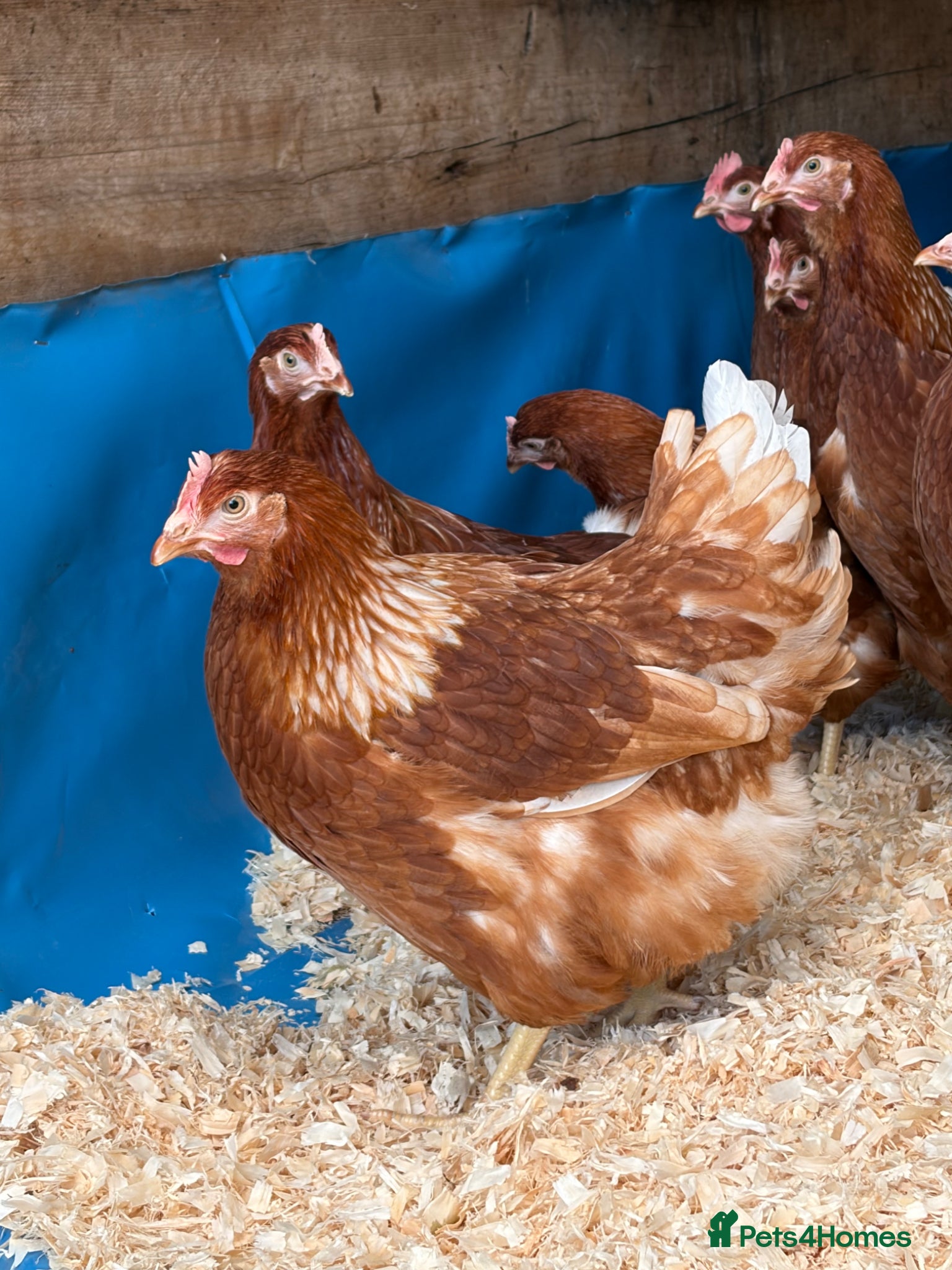 Chickens poultry Brown hybrid chickens  - Advert 1
