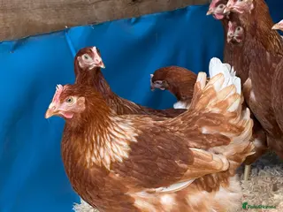 Chickens poultry Egg laying hens - Advert 1