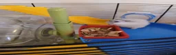 Hamster rodents for sale: Dwarf winter white hamsters - Advert 2