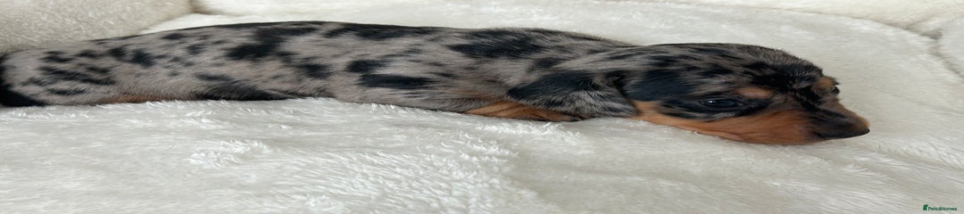 Bertie 