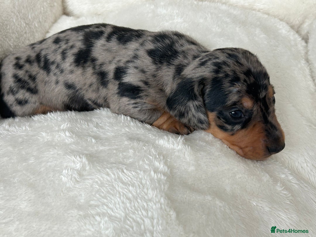 Miniature Dachshund dogs for sale: 1 boy left beautiful silver dapple boys  - Image 9
