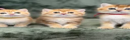 British Shorthair cats for sale: British shorthair chocolate golden Kitens TICA - Advert 10