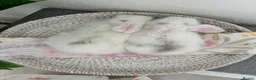 Mini Lop rabbits for sale: Baby Mini Lop's Ready To Leave 6th June in Birmingham - Advert 16