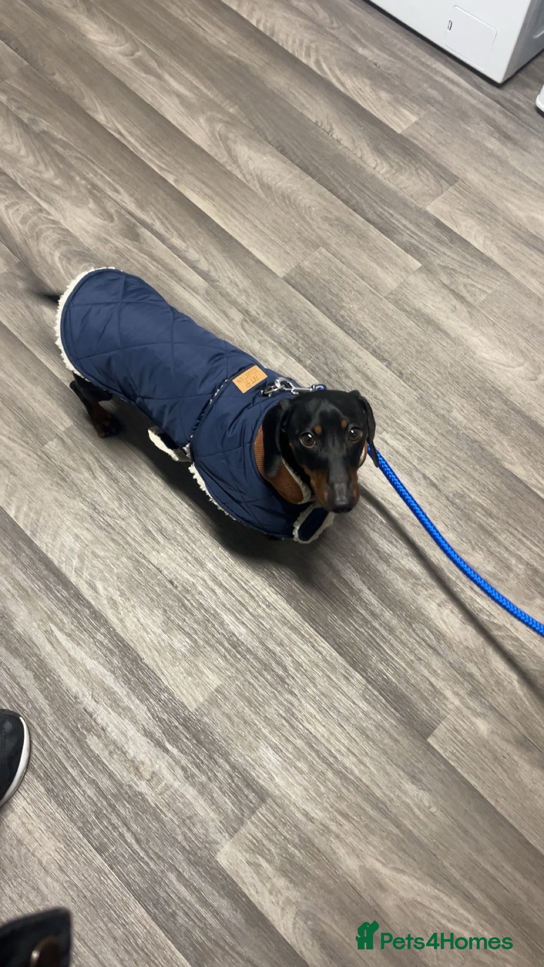 Dachshund dogs for sale: Dachund  - Advert 8