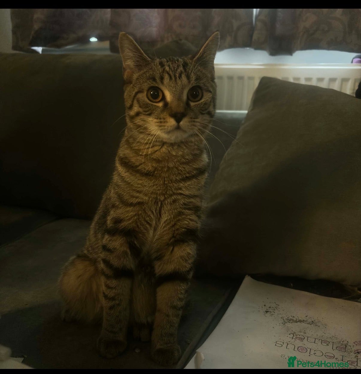 Mixed Breed cats 3 Beautiful Tabby Month Old Kittens  - Advert 2