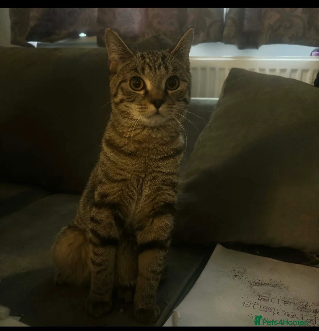 Mixed Breed cats for sale: 3 Beautiful Tabby Month Old Kittens  in Halesowen - Advert 1